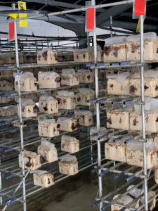 きくらげ育成ルーム